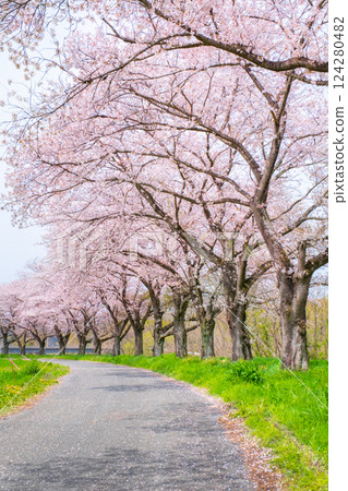 Tengagawa rikko 124280482