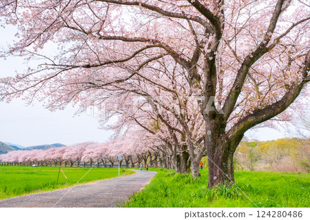 Tengagawa rikko Tengagawa rikko 124280486