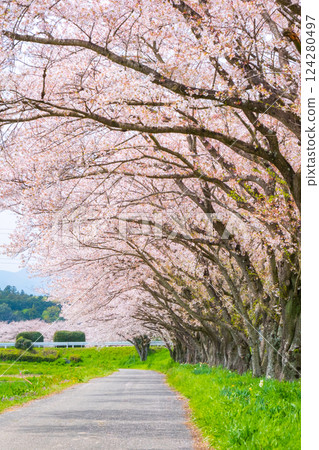 Tengagawa rikko 124280497