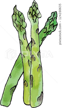 Asparagus handwritten 124280635