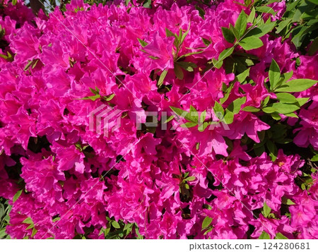 一片鮮豔的粉紅色花田:杜鵑花 一片鮮豔的粉紅色花田:杜鵑花 124280681