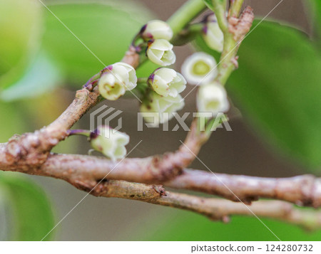 大葉黃楊(一種馬拉哈科樹)開花了 大葉黃楊(一種馬拉哈科樹)開花了 124280732