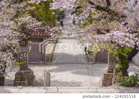 Osaka in spring, Takatsu Shrine (Takatsu Shrine) Omotesando covered in cherry blossoms 124281518