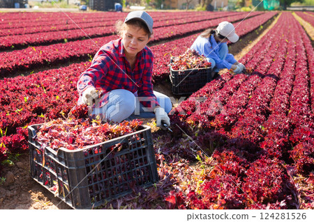 Young workwoman harvesting red lettuce leaves on farm field Young workwoman harvesting red lettuce leaves on farm field 124281526