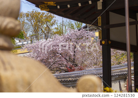 Spring in Osaka: Cherry blossoms in full bloom and Genshoji Hill (Tennoji Seven Hills) 124281530