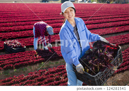 Happy young asian female farmer holding box of harvested red lettuce on field Happy young asian female farmer holding box of harvested red lettuce on field 124281541