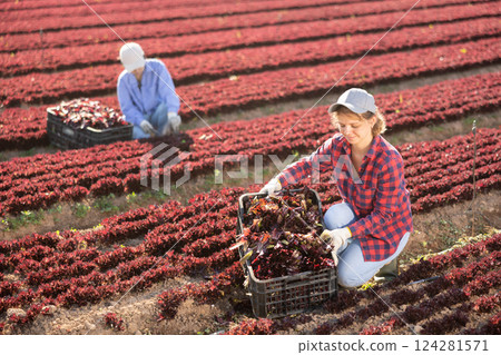 Skilled woman engaged in farming picking fresh red lettuce on farm at day 124281571