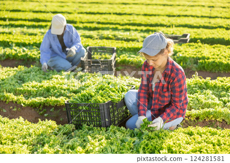 Young girl seasonal worker harvesting green lettuce at farm plantation Young girl seasonal worker harvesting green lettuce at farm plantation 124281581