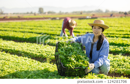Satisfied woman posing with box of harvested fresh green lettuce in farmers field 124281706