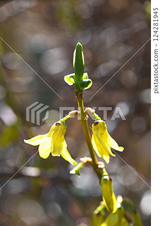 連翹花 連翹花 124281945