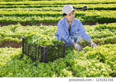 Smiling girl gardener harvesting lettuce on field 124282168