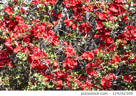 Bokeh (crumpled) Bokeh (crumpled) 124282300