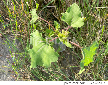 Wild green thorns in grass under sunlight 124282464