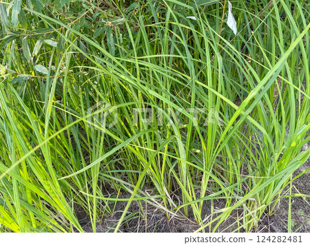 Green grass on the ground in summer. green natural 124282481
