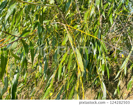 Tree branches on the sandy shore. sun summer Tree branches on the sandy shore. sun summer 124282503