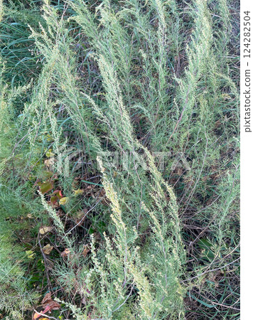 green shrub on the ground. weeds. warm day green shrub on the ground. weeds. warm day 124282504