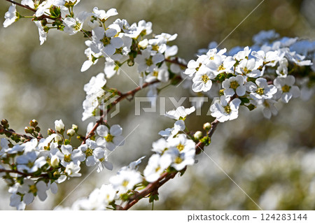 Yukiyanagi（Yukiyanagi） 124283144