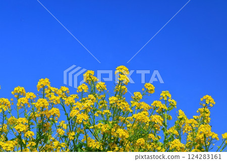 Rape blossoms blooming in satoyama Rape blossoms blooming in satoyama 124283161