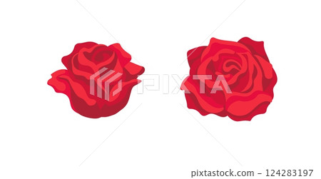 Two vibrant red roses in bloom displaying their elegance and delicate petals 124283197