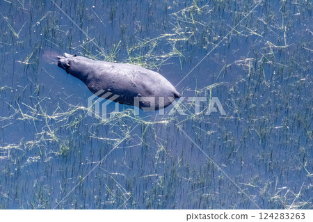 Aerial shot of an hippopotamus submerged in the Okavango Delta 124283263