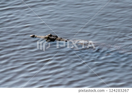 Submerged crocodile floating in the chobe river Submerged crocodile floating in the chobe river 124283267