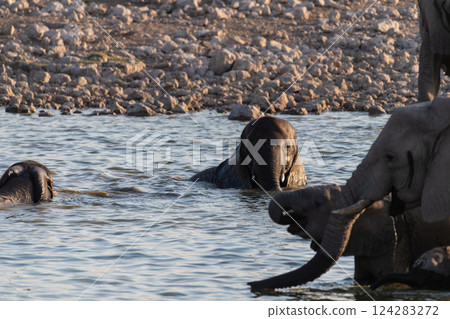 Bathing Elephants in Etosha 124283272