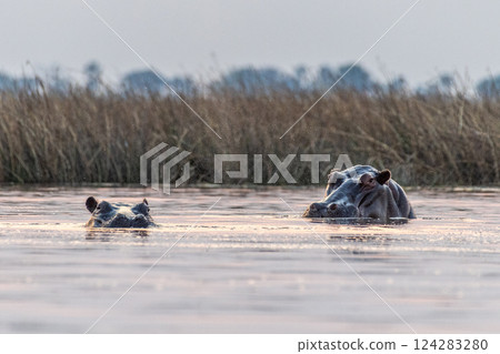 Submerged hippotamus in the Okavango Delta 124283280