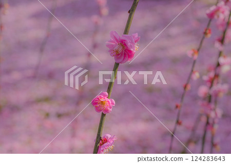 Weeping plum blossoms in full bloom, a carpet of petals, Jonangu Shrine, Kyoto 124283643