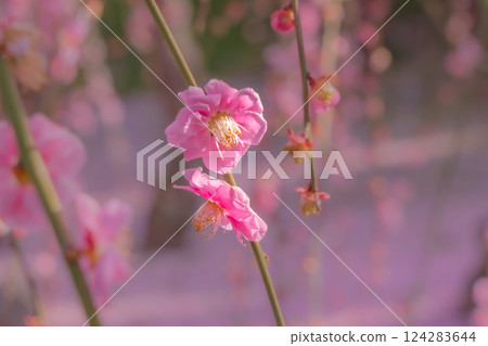Weeping plum blossoms in full bloom, a carpet of petals, Jonangu Shrine, Kyoto 124283644
