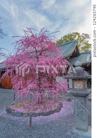 Weeping plum blossoms in full bloom, a carpet of petals, Jonangu Shrine, Kyoto 124283740