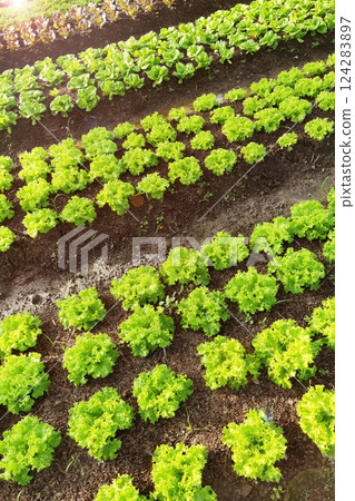 Growing organic vegetable farms Growing organic vegetable farms 124283897