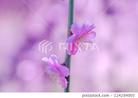 盛開的垂枝梅花，花瓣如地毯，京都城南宮 124284005