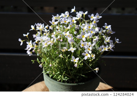 可愛的小花,風鈴草 可愛的小花,風鈴草 124284024