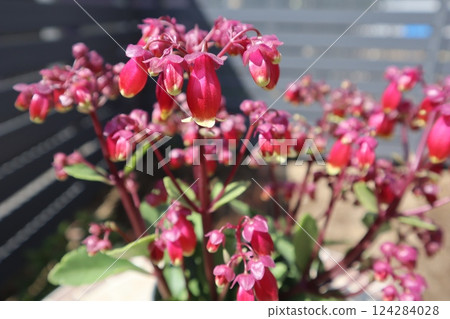 伽藍菜屬紅色花 伽藍菜屬紅色花 124284028