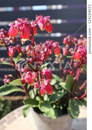 伽藍菜屬紅色花 伽藍菜屬紅色花 124284031