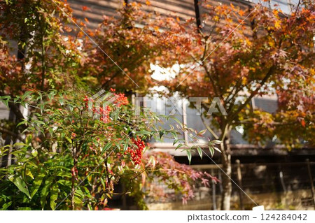 Nandina surrounded by the pure winter air 124284042