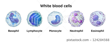 Blood cell. White human eosinophil. 3D immune monocyte. Neutrophil and lymphocyte. Hematology structure. Basophil sphere. Science diagnostic research. Antigen body. Vector isolated set 124284388