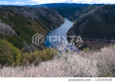 Tsukigase Baikei: Vivid red and white plum blossoms in early spring, Nara Prefecture Tsukigase Baikei: Vivid red and white plum blossoms in early spring, Nara Prefecture 124284436