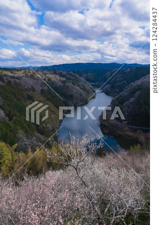 Tsukigase Baikei: Vivid red and white plum blossoms in early spring, Nara Prefecture Tsukigase Baikei: Vivid red and white plum blossoms in early spring, Nara Prefecture 124284437