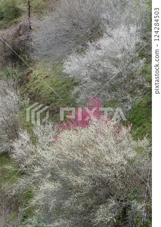 月瀨梅溪:奈良縣初春時節,紅白相間的梅花盛開 月瀨梅溪:奈良縣初春時節,紅白相間的梅花盛開 124284503