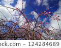 Red plum blossoms shining against the blue sky 124284689