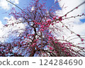 Red plum blossoms shining against the blue sky 124284690