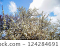 White plum blossoms in early spring against the blue sky 124284691