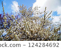 White plum blossoms in early spring against the blue sky 124284692