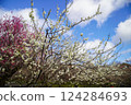 Red and white plums in full bloom in the plum garden 124284693