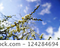 Plum buds about to bloom under the blue spring sky 124284694