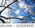 Plum buds waiting to bloom 124284695