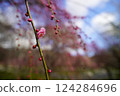 Weeping plum blossoms and buds in early spring 124284696