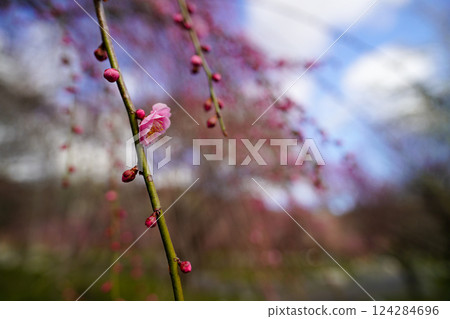 Weeping plum blossoms and buds in early spring Weeping plum blossoms and buds in early spring 124284696