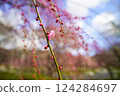 Weeping plum tree branches that have not yet fully bloomed 124284697